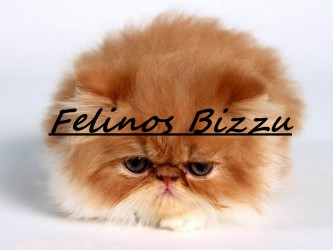 Felinos Bizzu