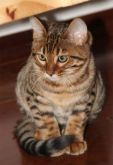 Gato Bengal